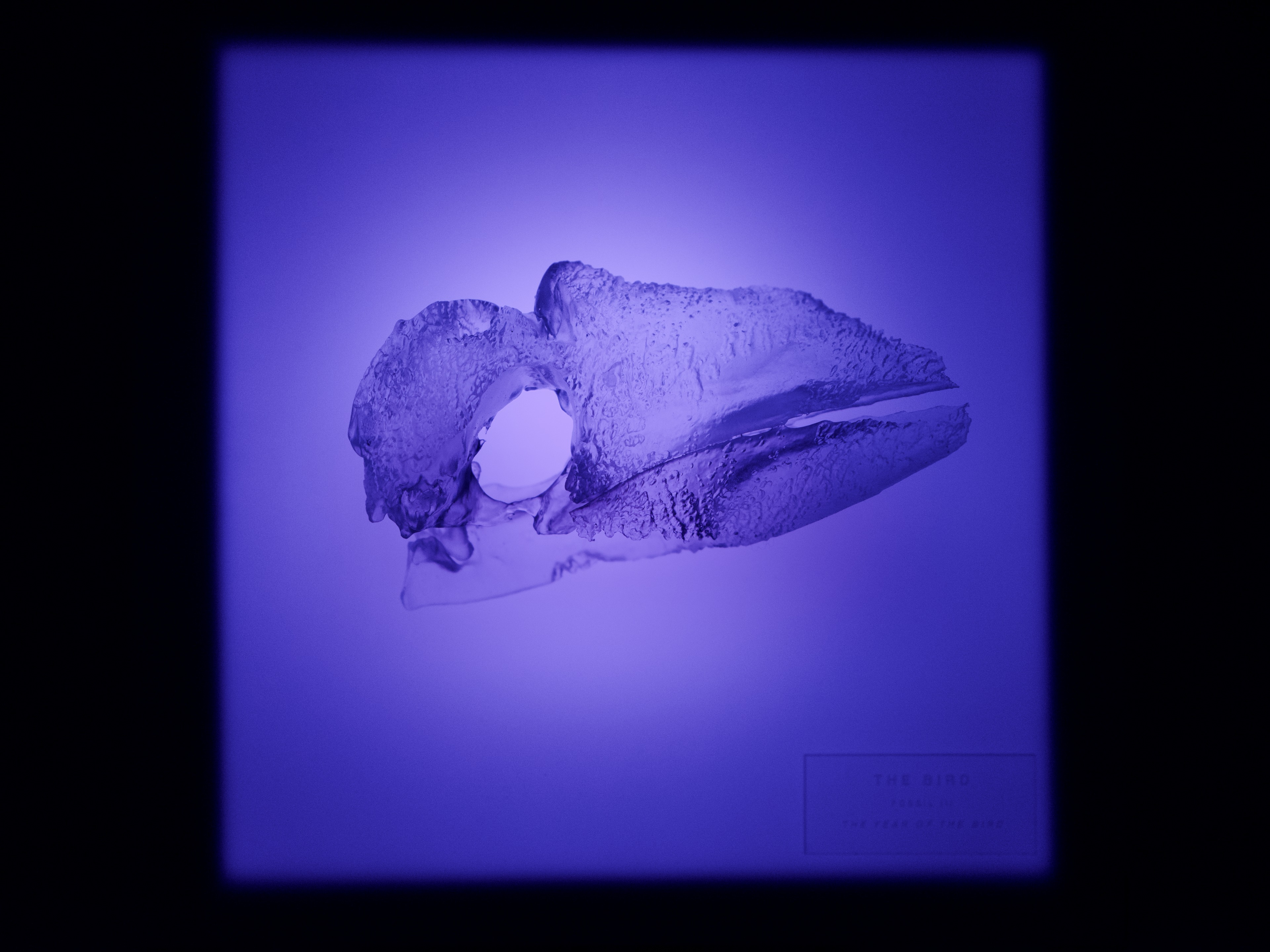 The Bird (Fossil III), 2026