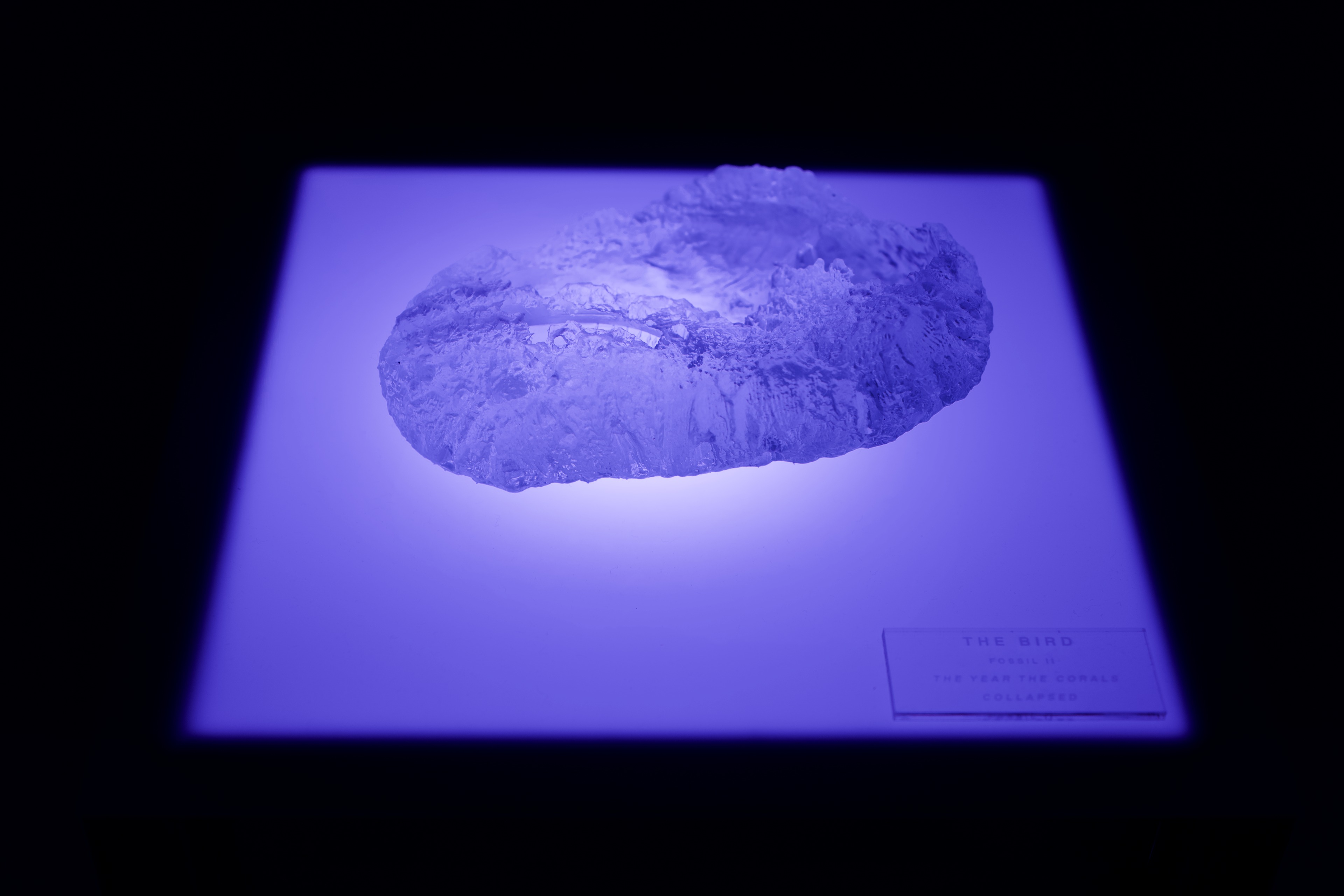 The Bird (Fossil II), 2026