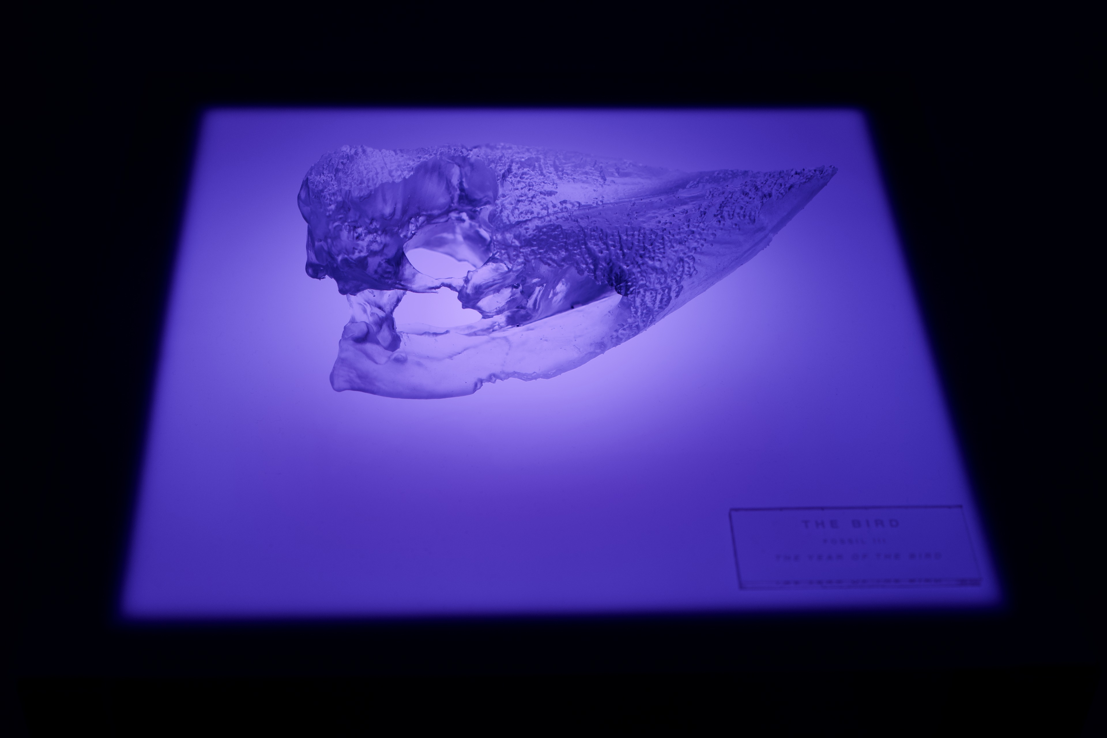 The Bird (Fossil III), 2026
