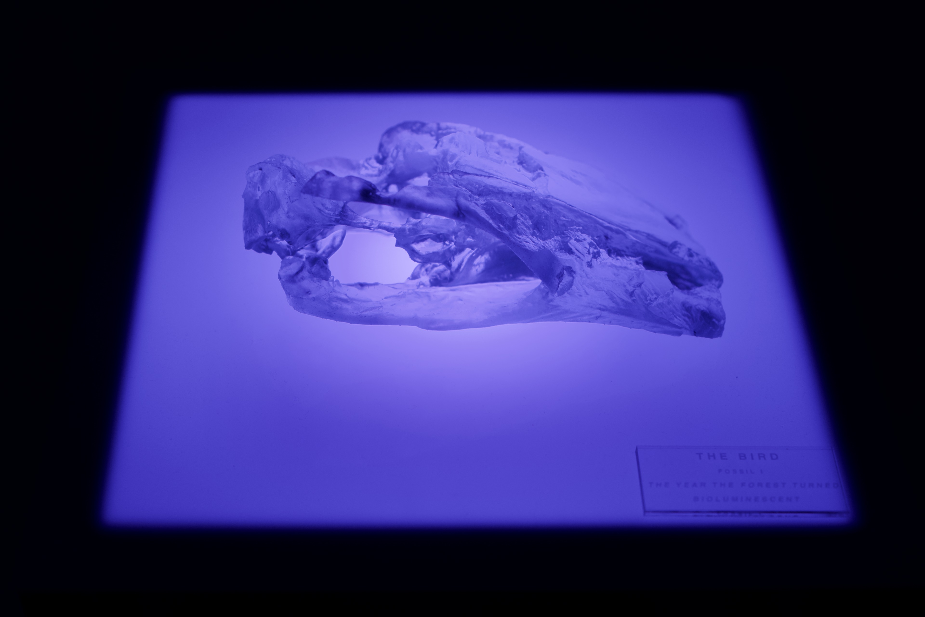 The Bird (Fossil I), 2026