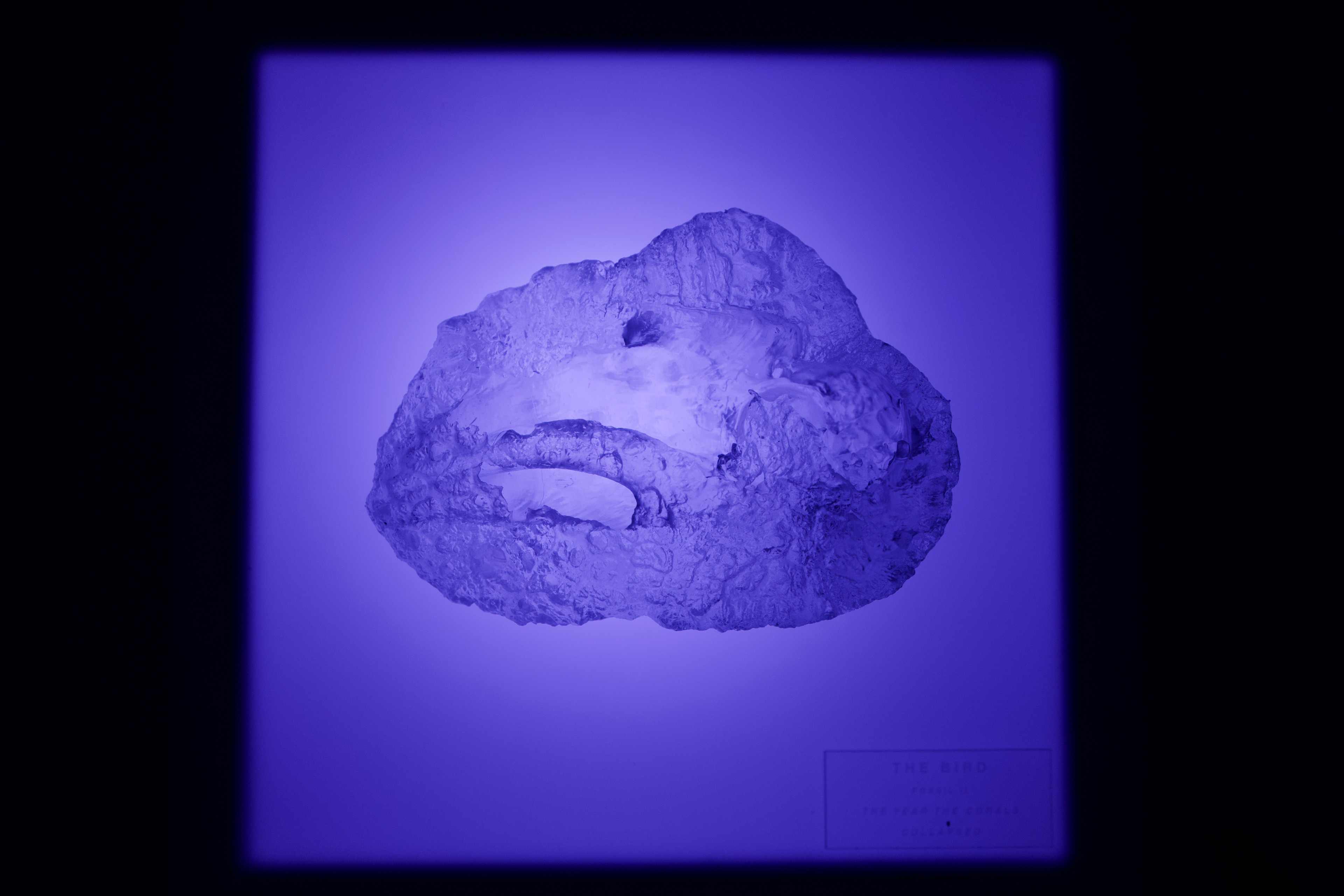 The Bird (Fossil II), 2026