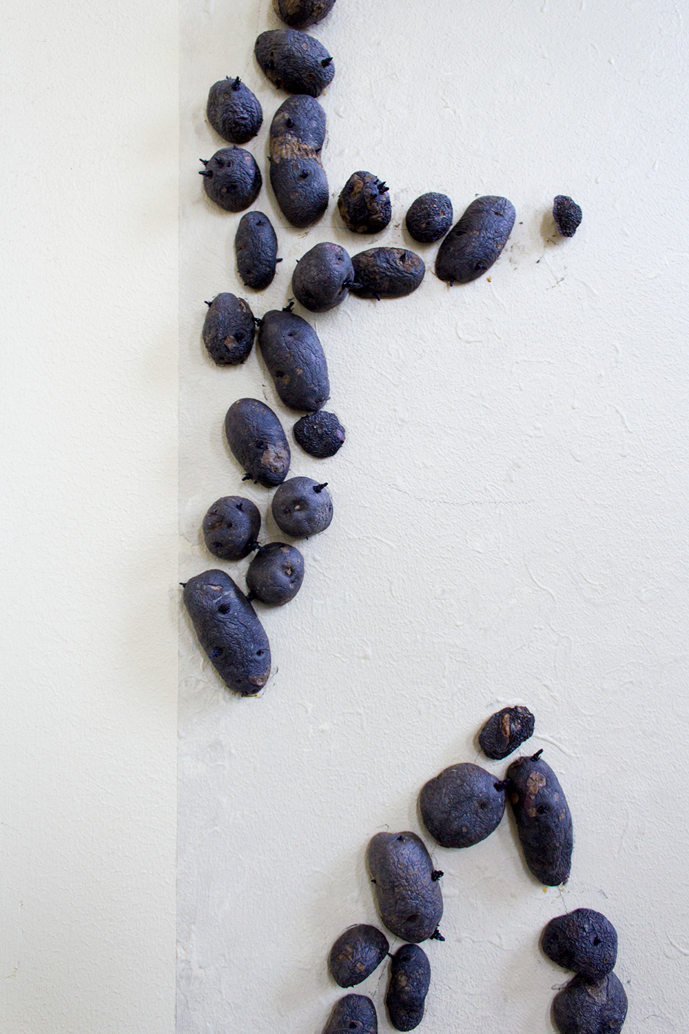 Curatron #5